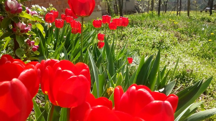 red tulips #2