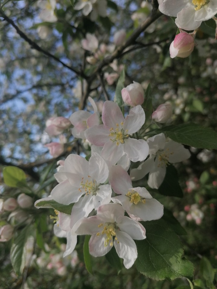 feel the spring