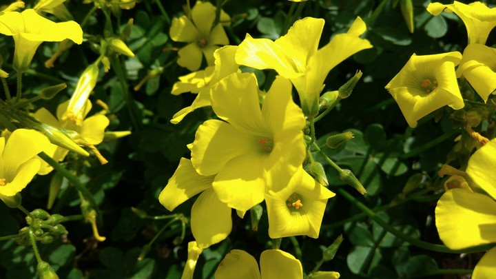 la primavera