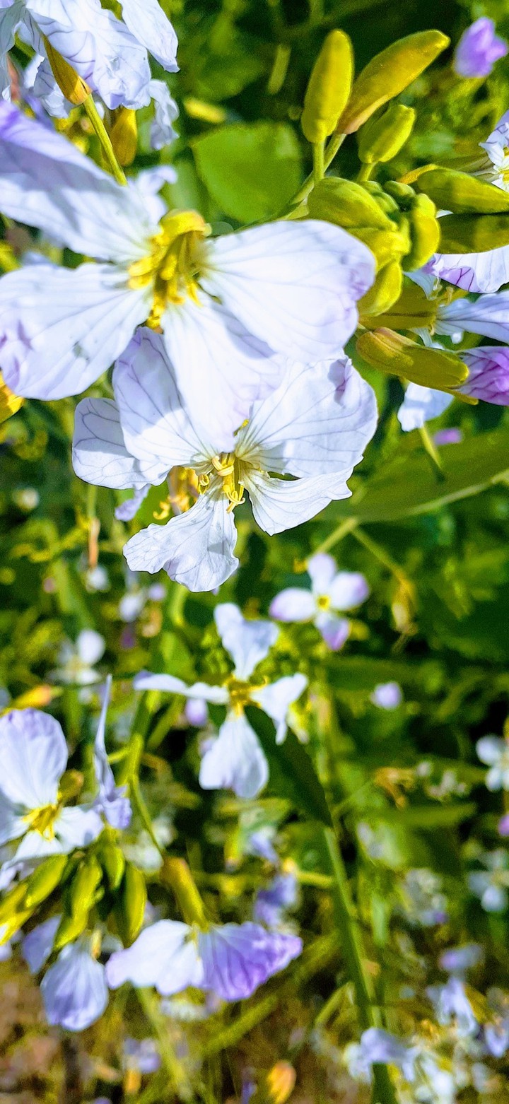 nature