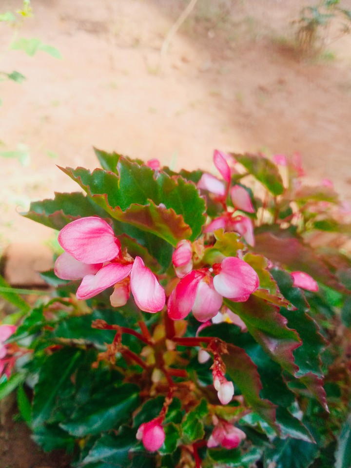 my click  ?