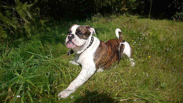 Bulldog