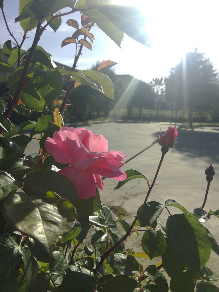 rose