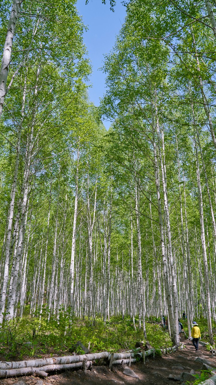 Woods