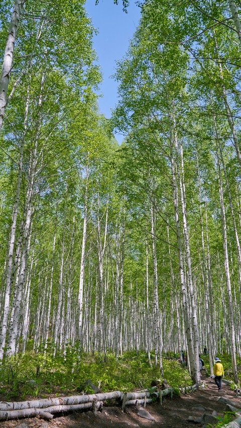Woods