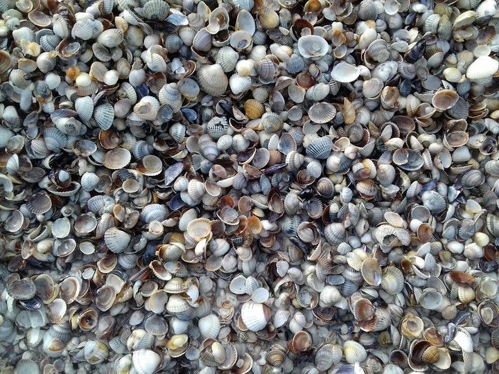 Shells