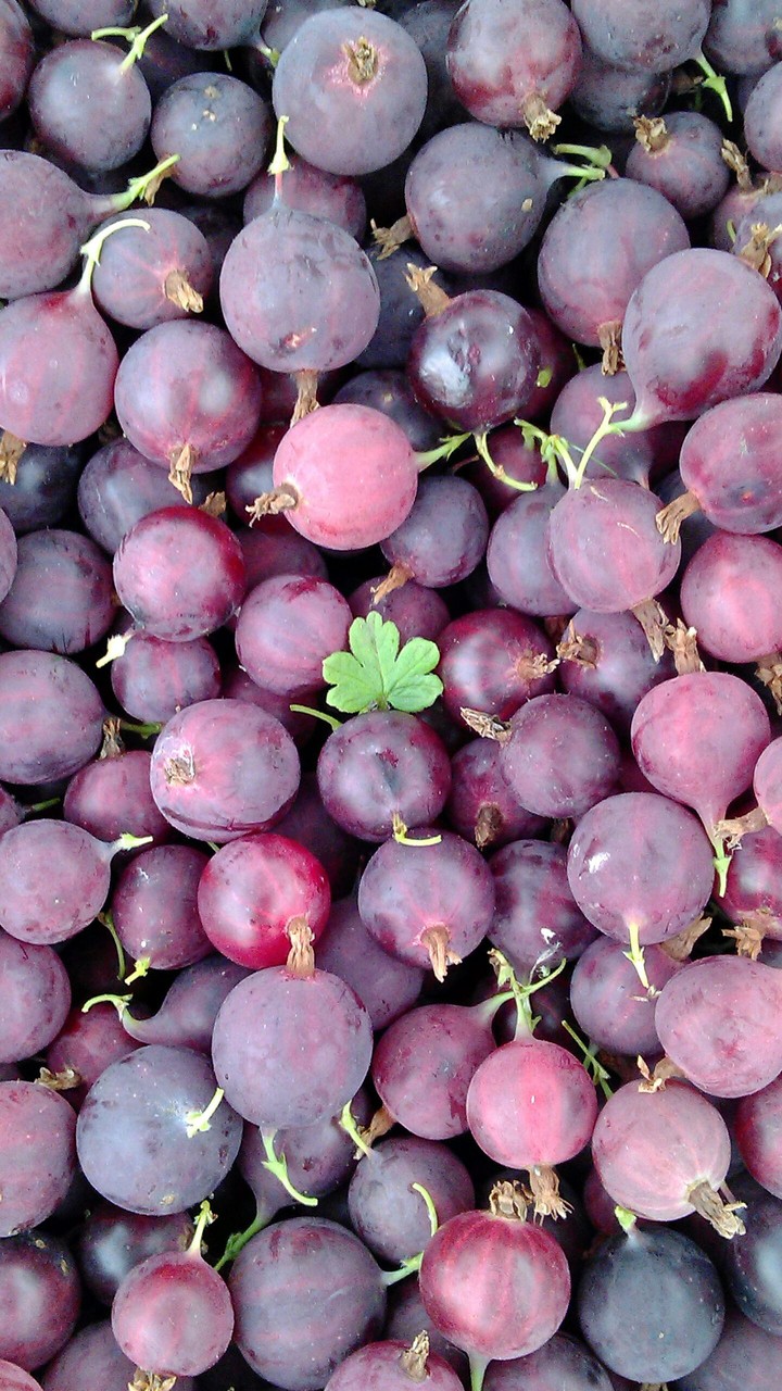 Gooseberry