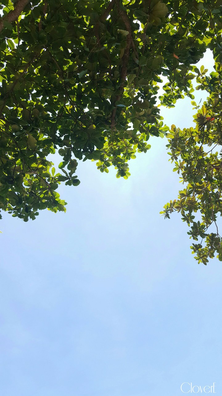 Under the Tree