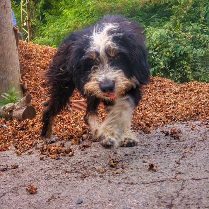 dog köpek fındık