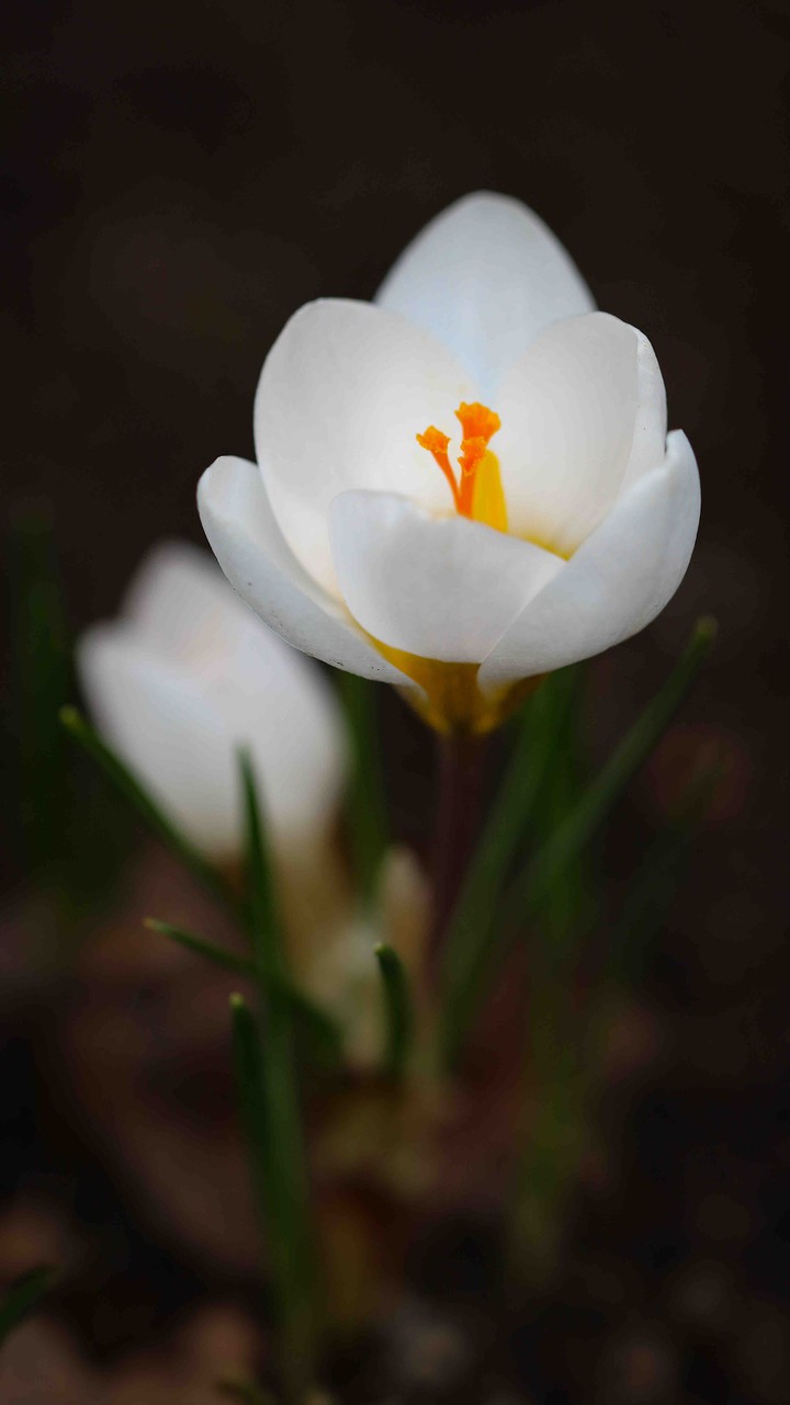 Spring