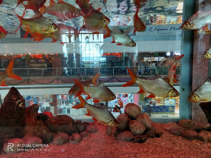 Aquarium