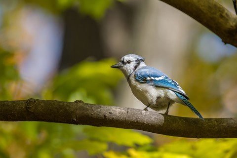 blue, 藍色桌布