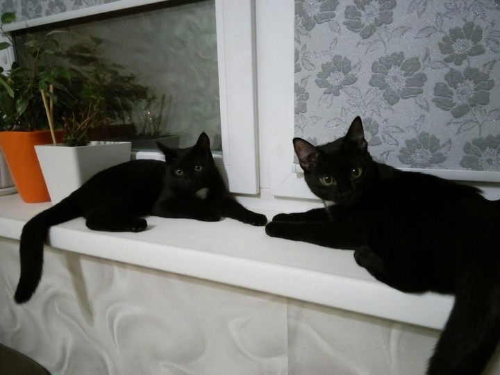 Alice & Lucy