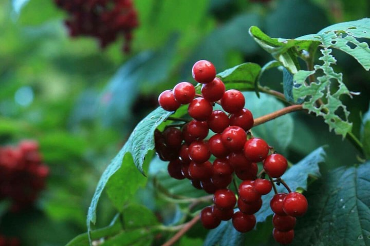 Berry