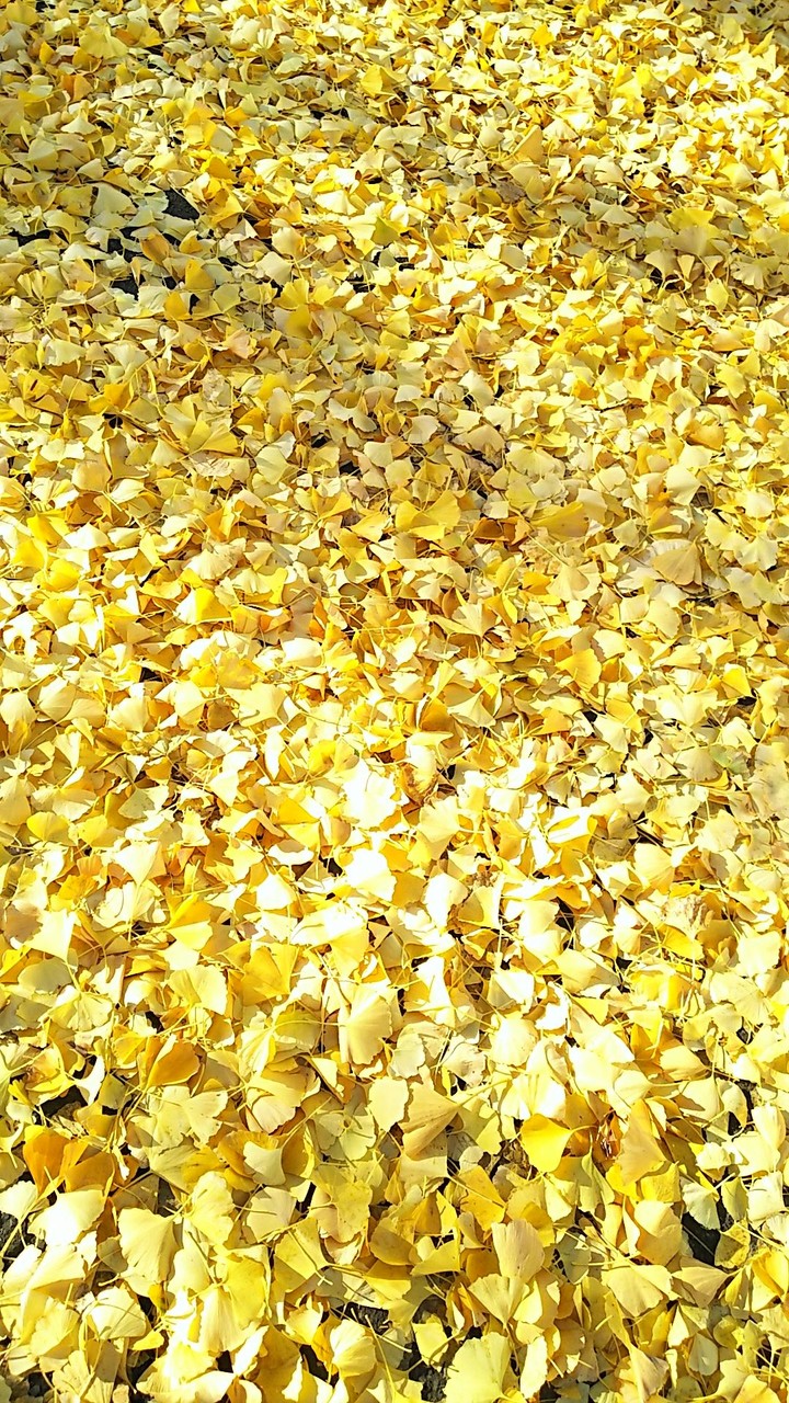 ginkgo