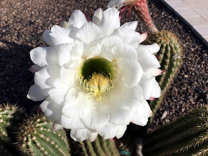 flowers