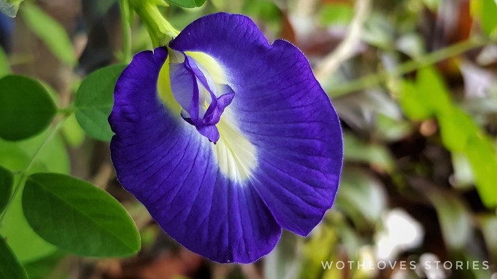 beautypea