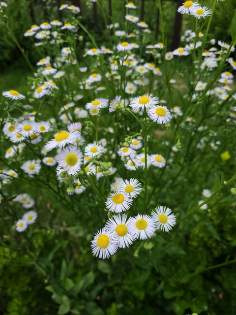 meadow, plant壁纸