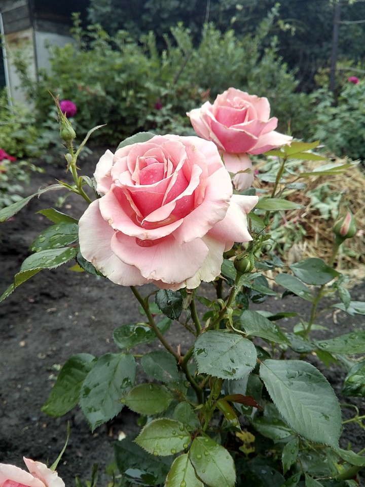 Роза