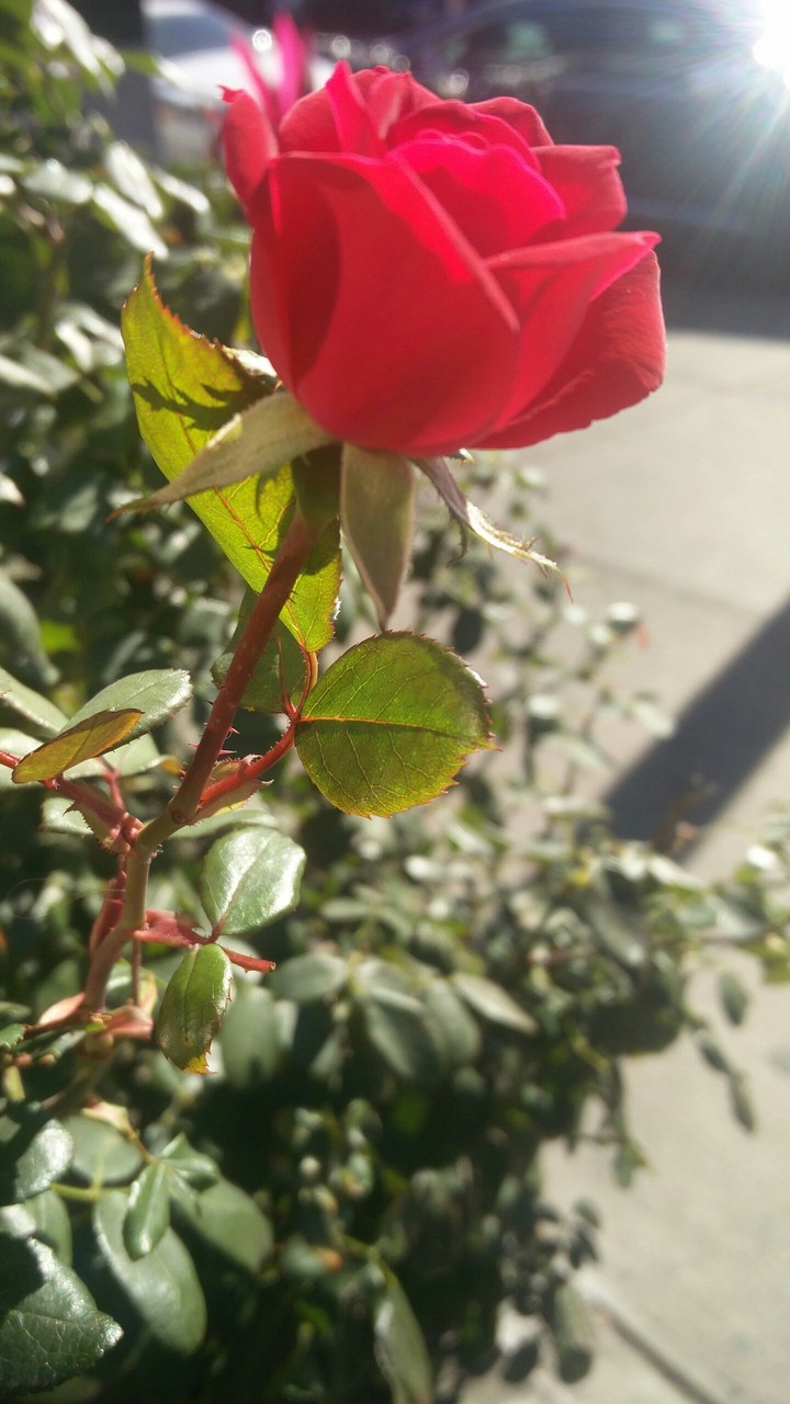 city bloom
