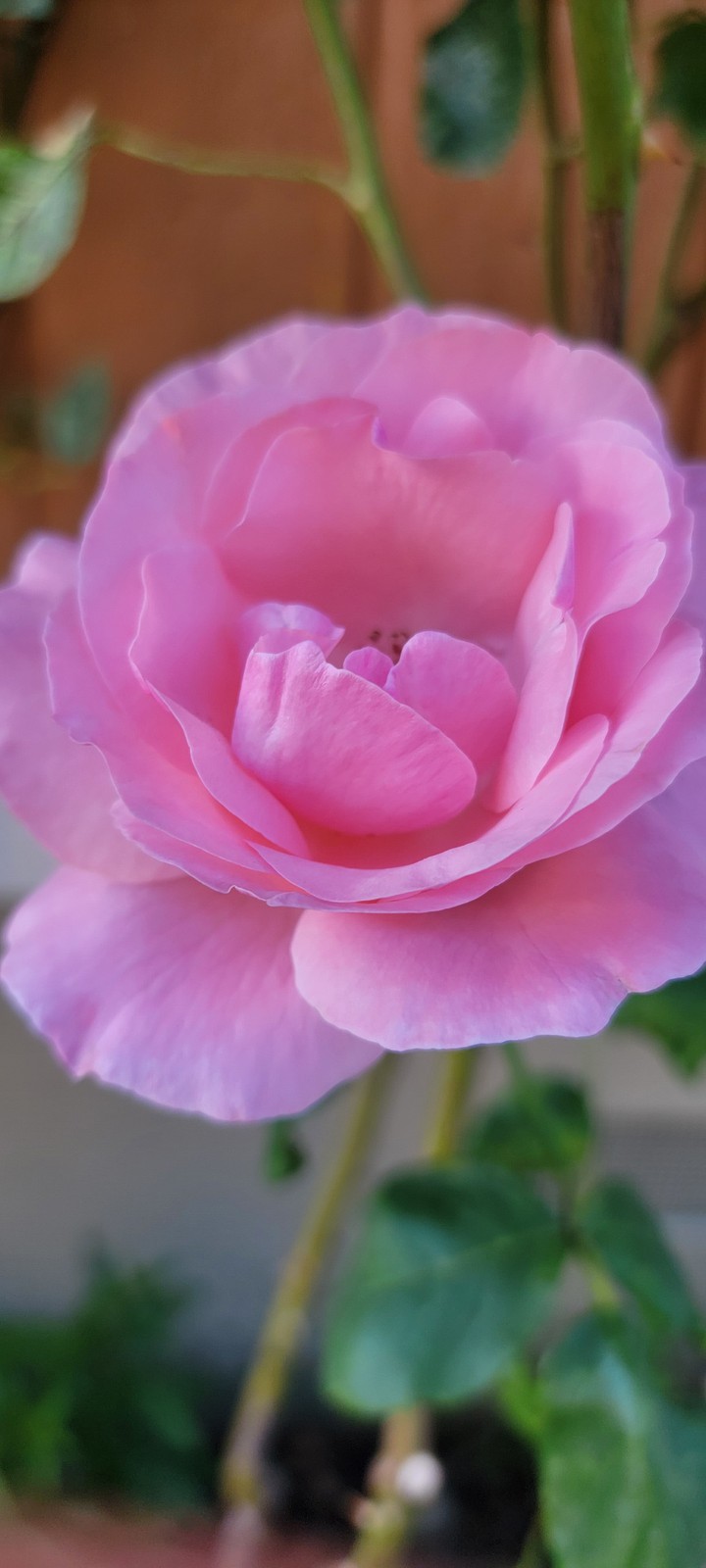 Pink Rose
