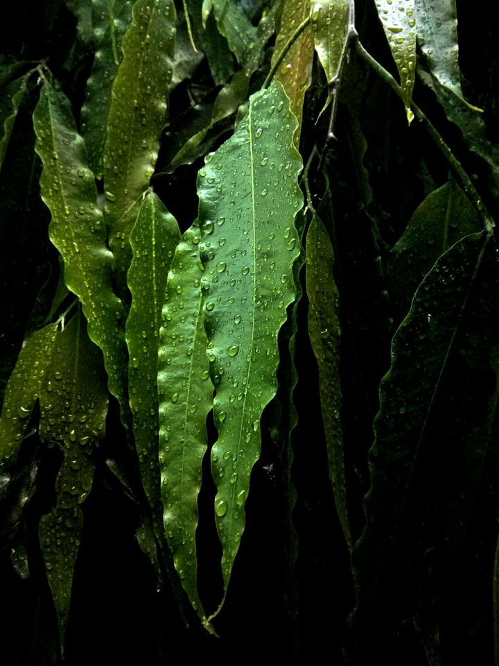 leaves clad in rain