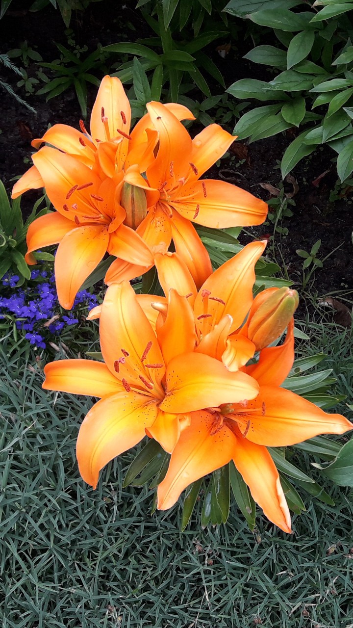 Garden 7