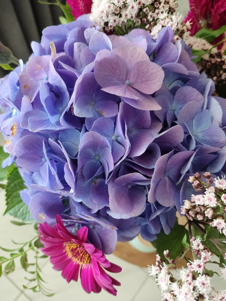 heel mooi deze Hortensia