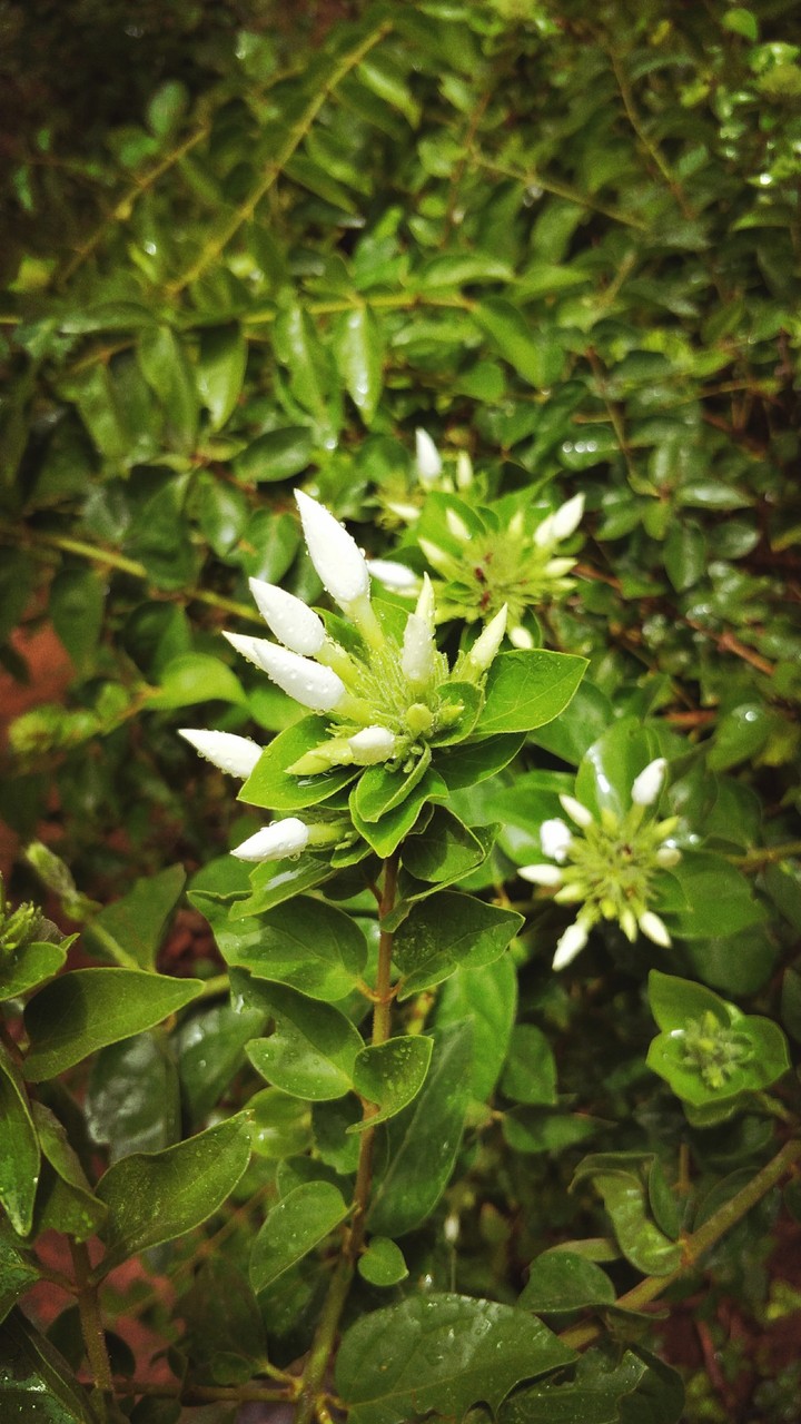 flower