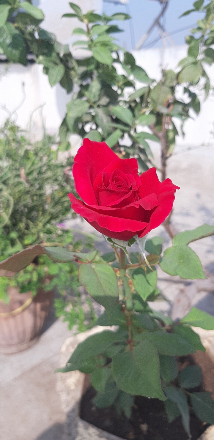rose