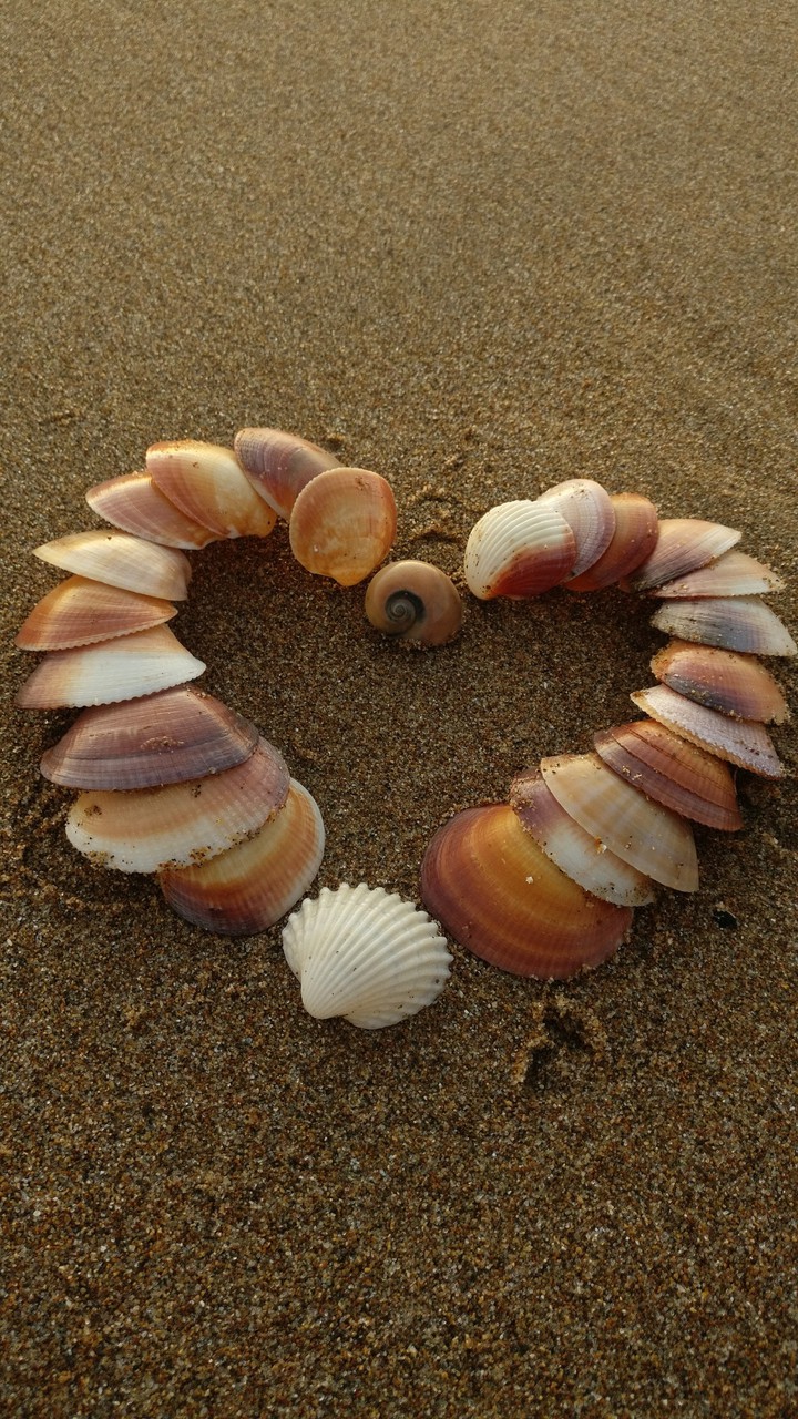 shells