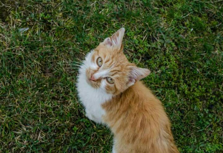 kitty
