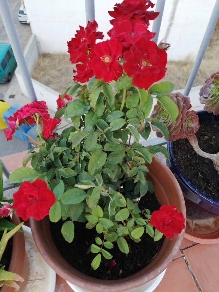 Rosas rojas