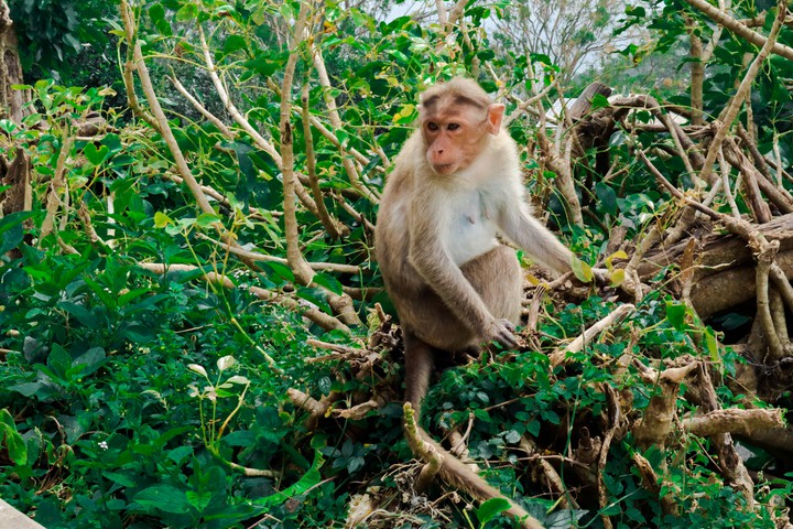 Monkey in a forest