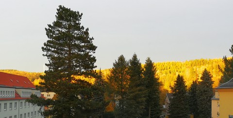 Golden Forest