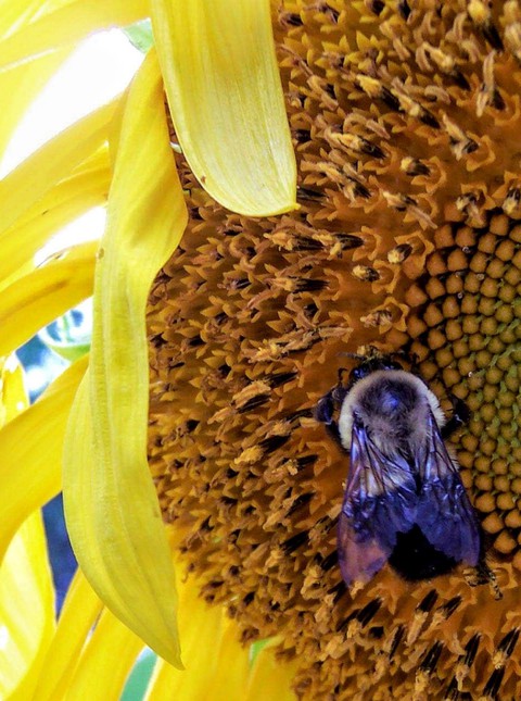 Sunny Bee ?