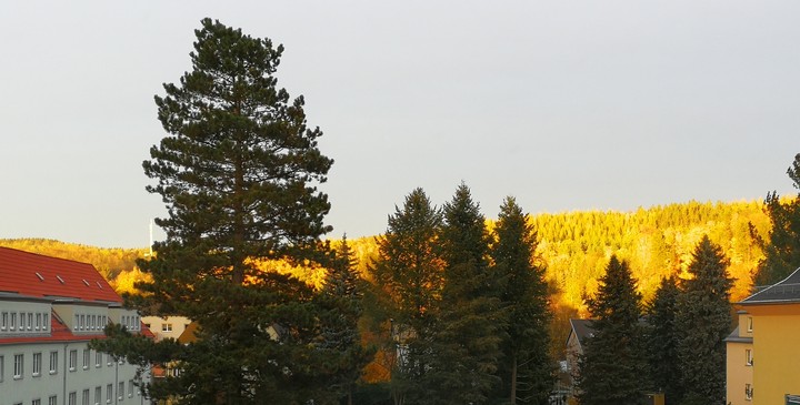 Golden Forest