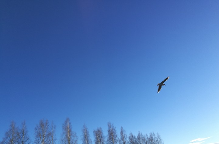 bird flying