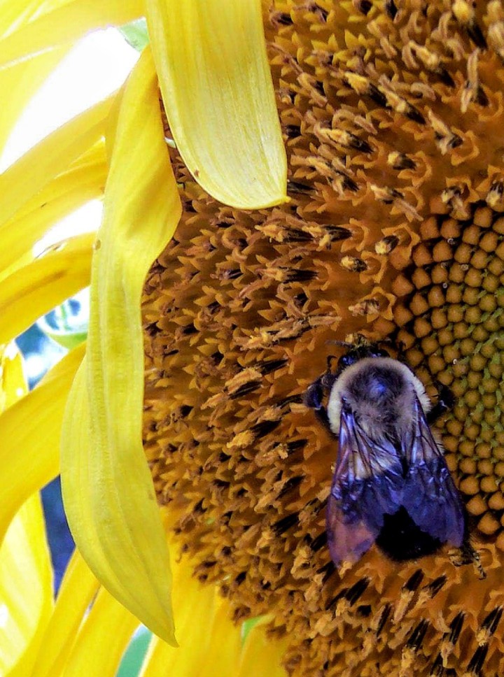 Sunny Bee ?