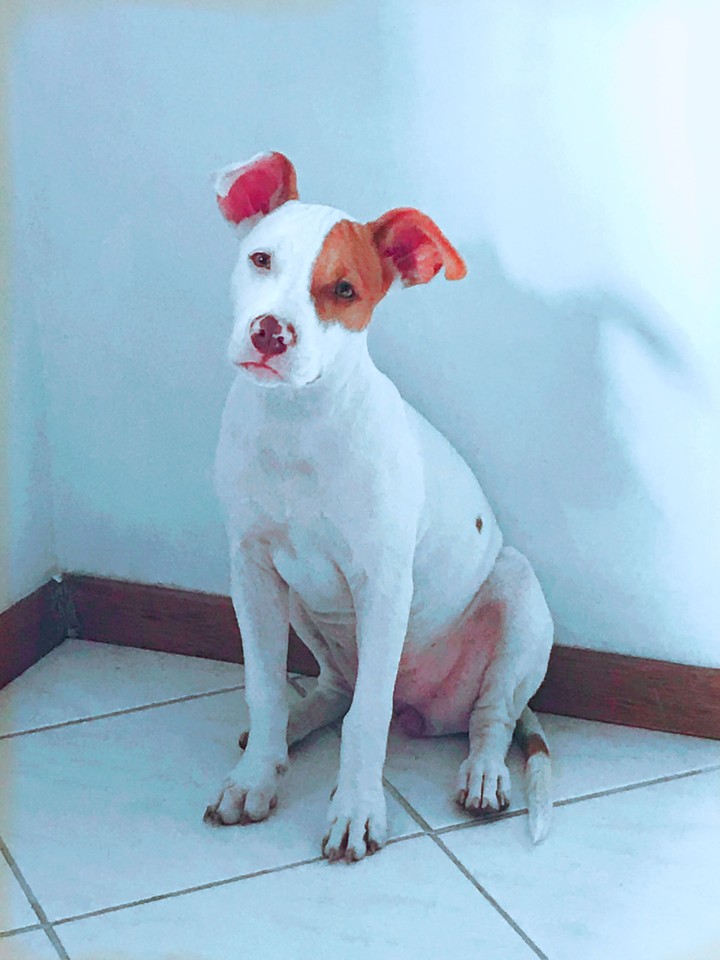 pipoca