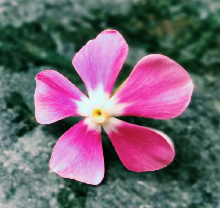 #flower#lostinrain#shine#beautiful 