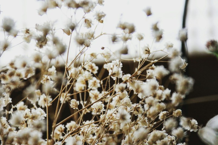 dry flowers