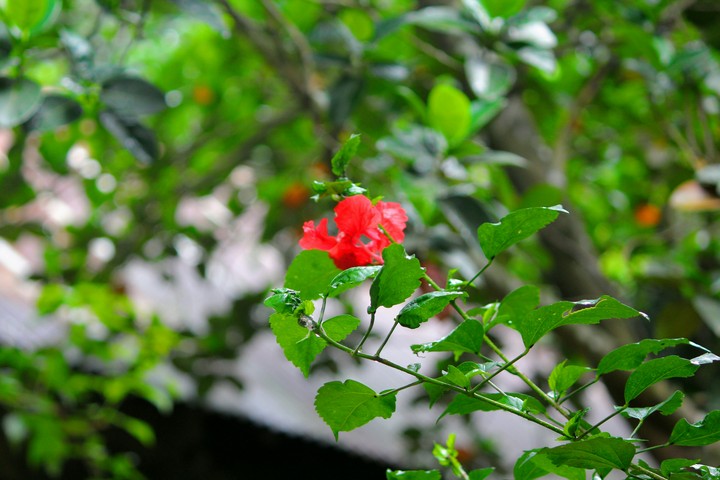 Answer

hibiscus rosa-sinensis