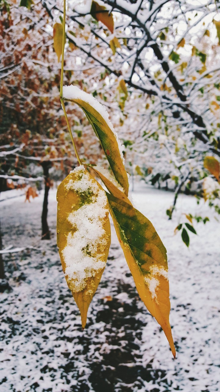 Winter leaf