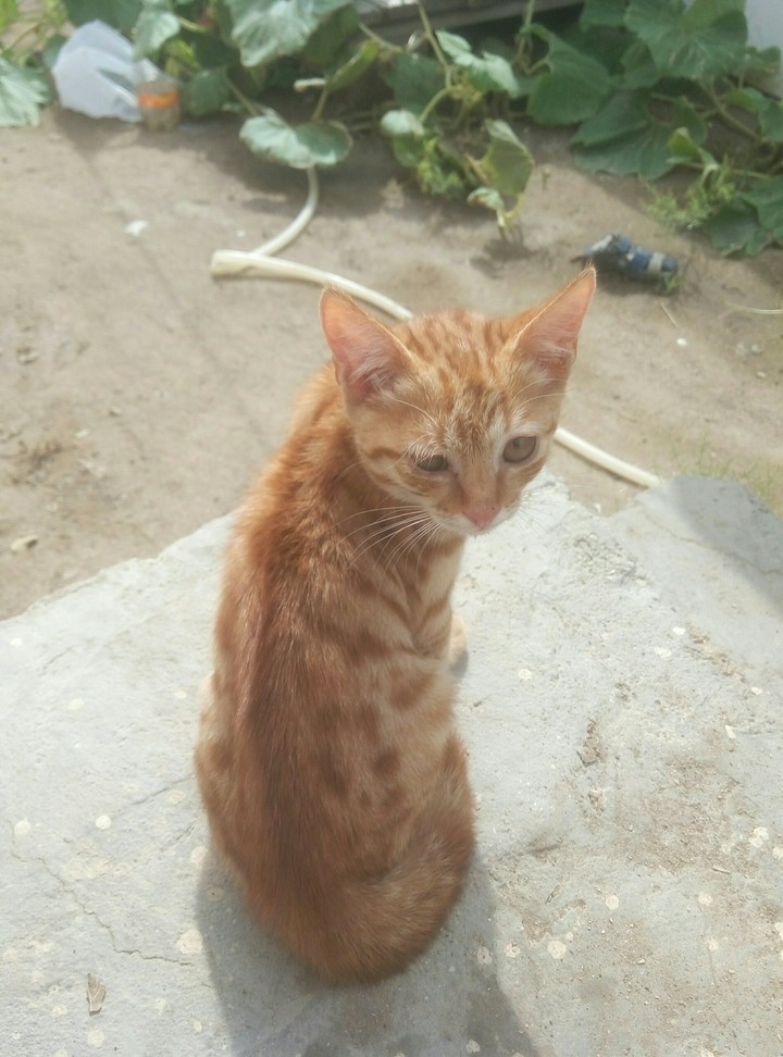 cat
