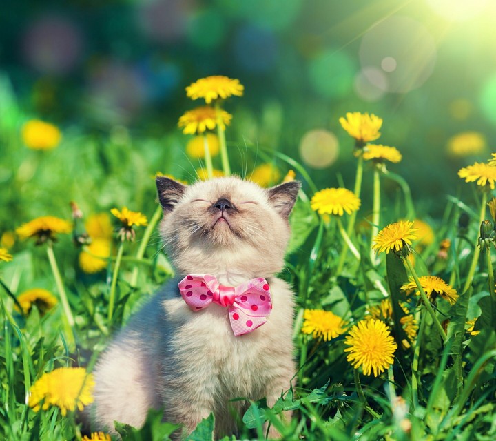 cat