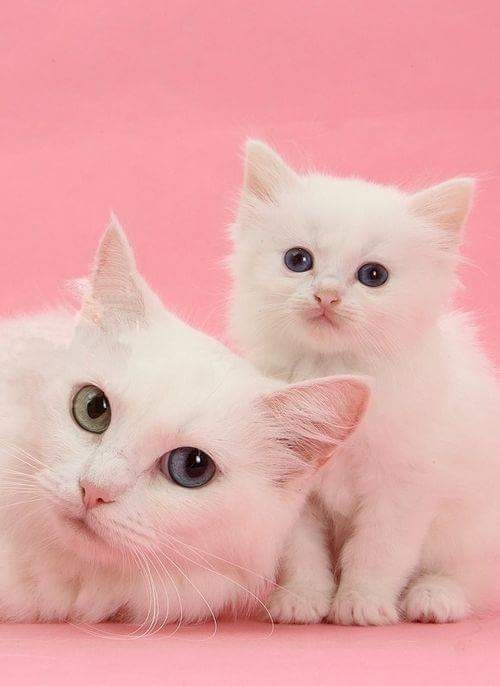 Cats❤