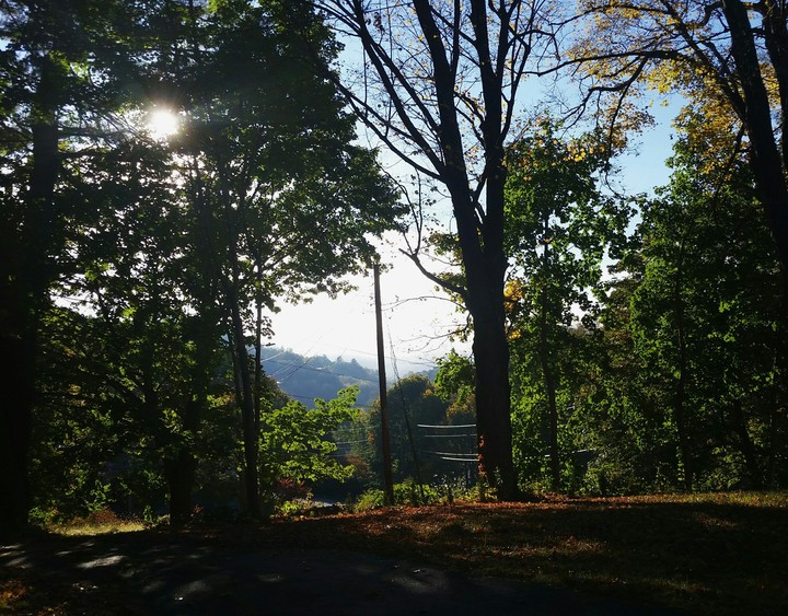 morning glory