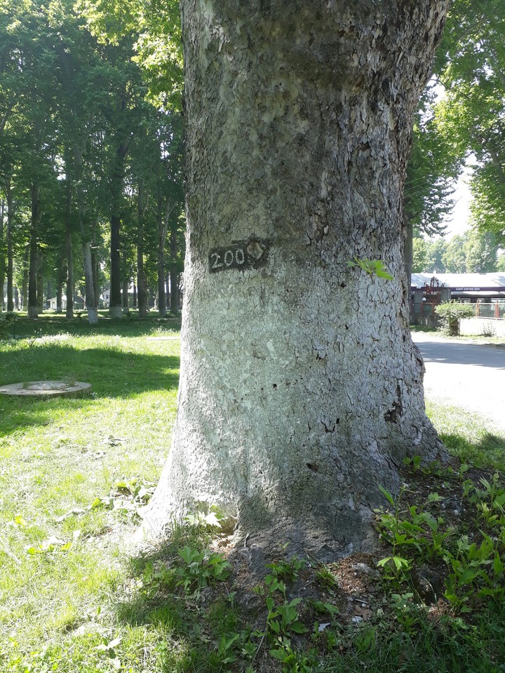 chinar