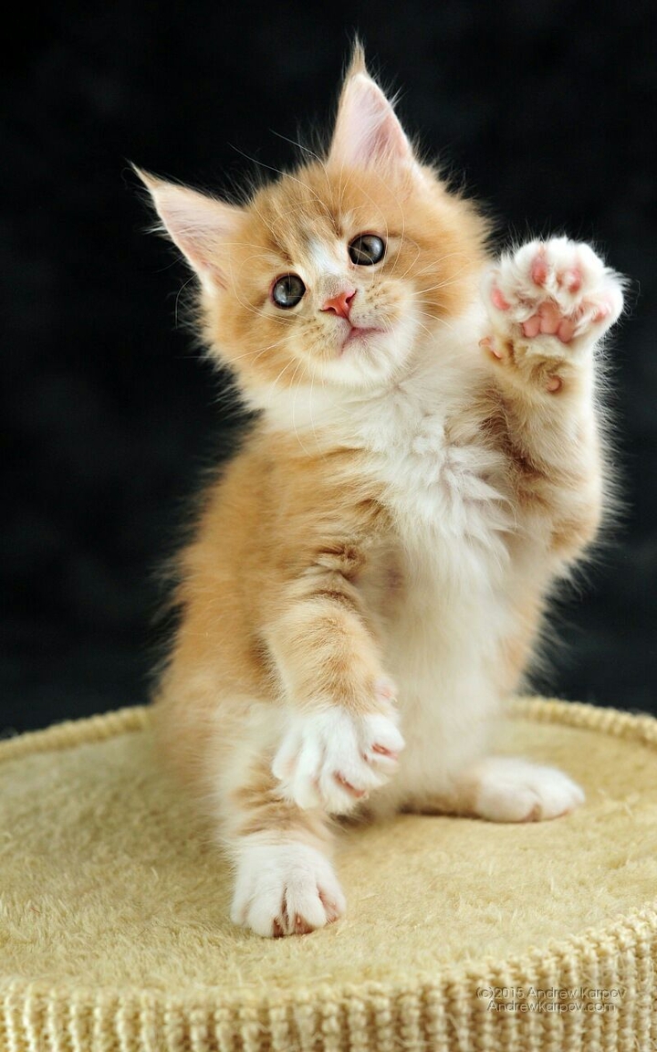 Cute Kitten